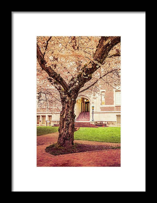 Cherry Blossoms Framed Print featuring the photograph Pink Cherry Blossoms by Rebekah Zivicki