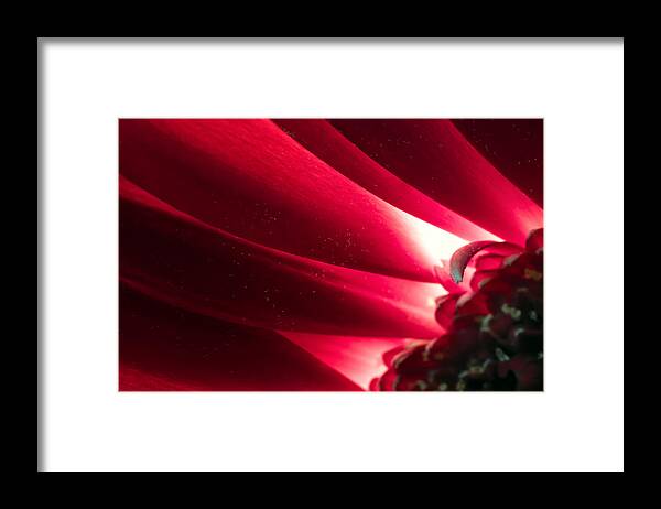 Pink Chrysanthemum Framed Print featuring the photograph Pink Chrysanthemum Flower Petals in Macro Canvas Close-up by John Williams