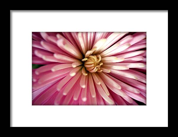 Pink Framed Print featuring the photograph Pink Chrysanthemum by Susie Weaver