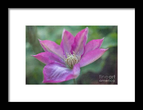 Fine Art Framed Print featuring the photograph Pink Clematis #2 by Laurinda Bowling