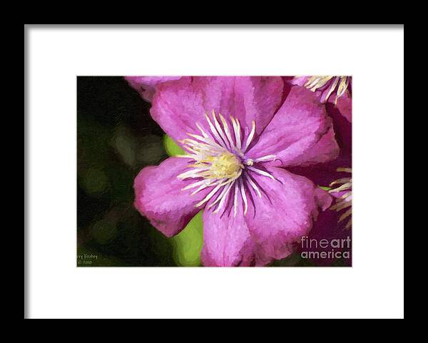 Clematis Framed Print featuring the photograph Pink Clematis by Larry Keahey