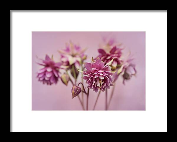 Colorful Framed Print featuring the photograph Pink columbines by Jaroslaw Blaminsky