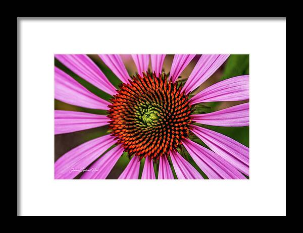 Pink Cornflower Framed Print featuring the photograph Pink Cornflower by Joann Copeland-Paul