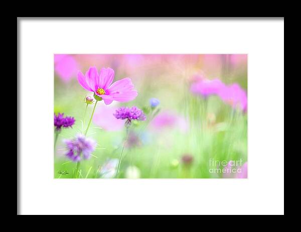 Nature Framed Print featuring the photograph Pink Cosmos by Heather Hubbard