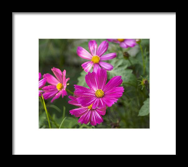 Asteraceae Framed Print featuring the photograph Pink Cosmos I by Marianne Campolongo