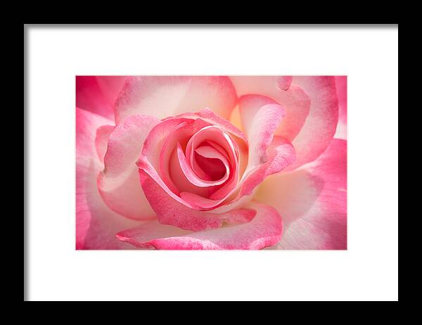 Pink Framed Print featuring the photograph Pink Cotton Candy Rose by Ana V Ramirez