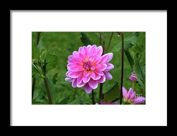 Michelle Meenawong Framed Print featuring the photograph Pink Dahlia by Michelle Meenawong