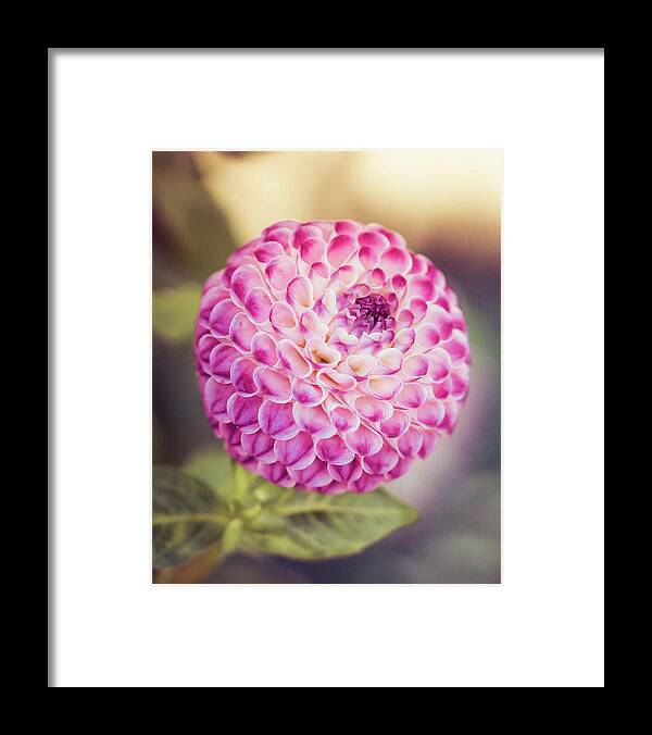 #flowers #photography #nature #garden #dahlia #petals #pink #pretty #summer #minnesota #flowerphotography #happy Framed Print featuring the photograph Pink Dahlia by Rebekah Zivicki
