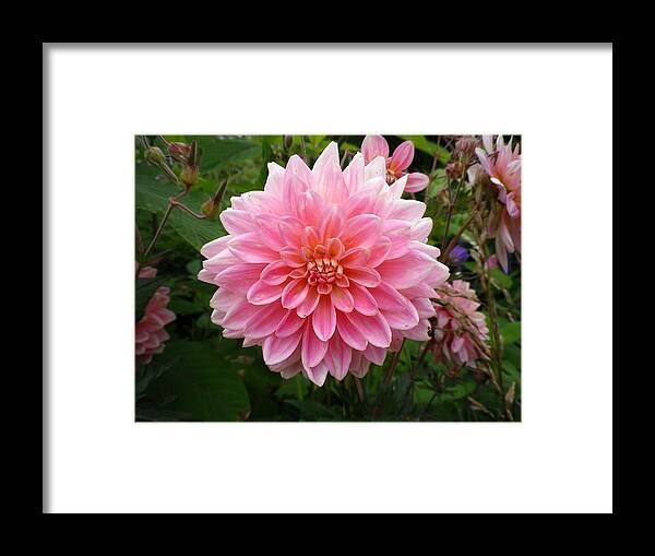 Dahlia Framed Print featuring the photograph Pink Dahlia by Richard Brookes