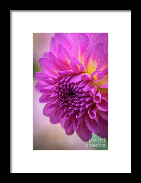 Flower Framed Print featuring the photograph Pink Dahlia by Sal Ahmed