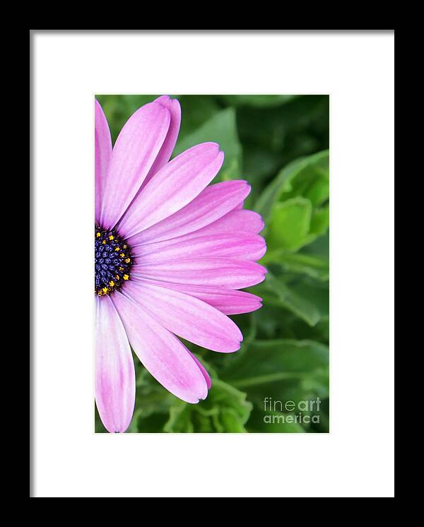 Pink Framed Print featuring the photograph Pink Daisy by Sabrina L Ryan