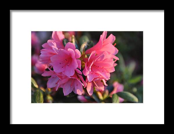 Floral Framed Print featuring the photograph Pink Delight by Jan Amiss Photography