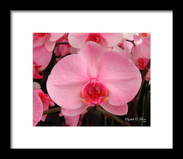 Pink Framed Print featuring the photograph Pink Diamond Orchid by Elizabeth Moore