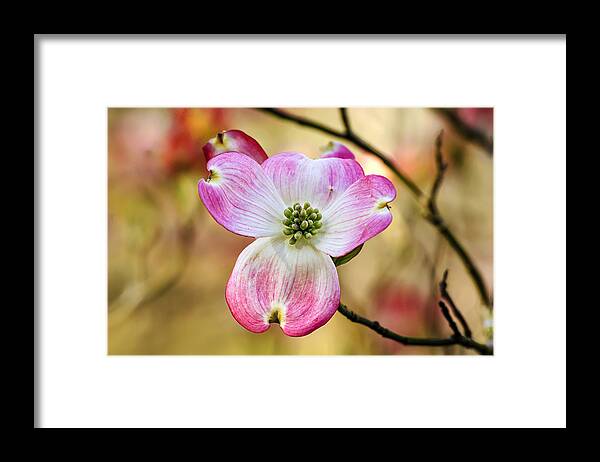 Nature Framed Print featuring the photograph Pink Dogwood Bloom by Michael Whitaker