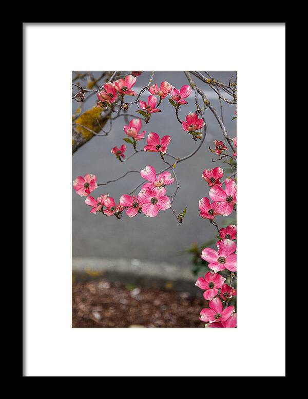 Bellingham Framed Print featuring the photograph Pink Dogwoods by Judy Wright Lott