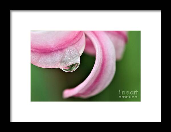 Pink Framed Print featuring the photograph Pink Droplet by Tracey Lee Cassin