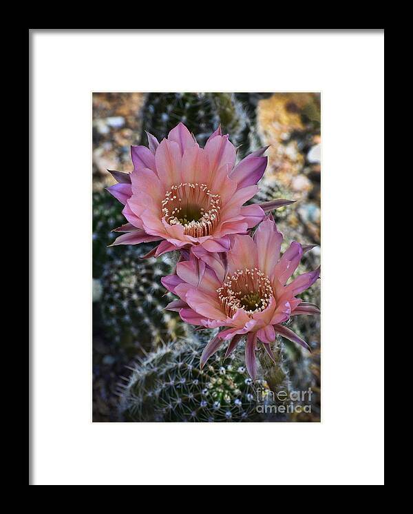 Pink Easter Lilly Cactus Framed Print featuring the photograph Pink Easter Lilly Cactus by Saija Lehtonen