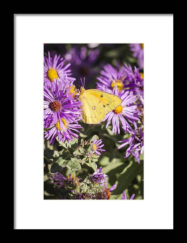 Pink-edged Sulphur Butterfly Framed Print featuring the photograph Pink-edged Sulphur 2013-2 by Thomas Young