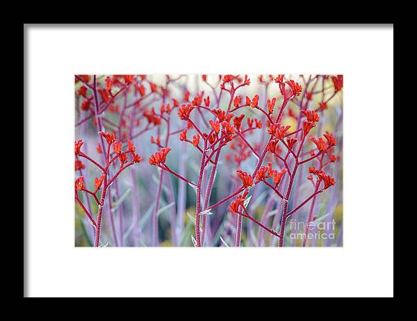 Flower Framed Print featuring the photograph Red Kangaroo Paw by Werner Padarin