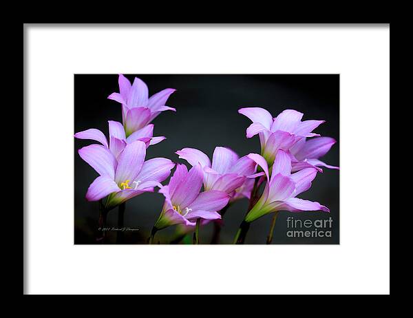 Zephyranthes Framed Print featuring the photograph Pink Fairy Lilies by Richard J Thompson