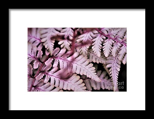 Pink Framed Print featuring the photograph Pink Fern by Tracey Lee Cassin