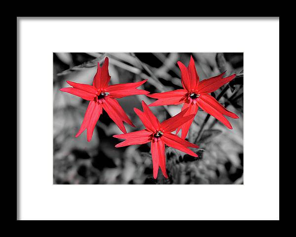 Red Framed Print featuring the photograph Pink Fire by Angela Ford