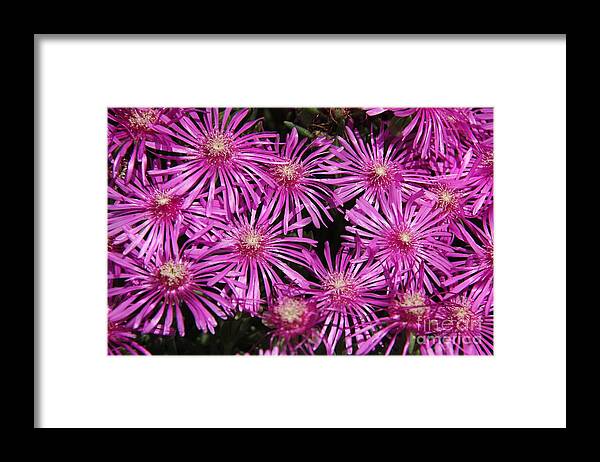 Firework Framed Print featuring the photograph Pink firework by Yumi Johnson