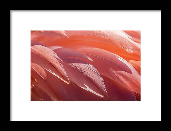 Abstract Framed Print featuring the photograph Pink Flamingo by Holly Ross