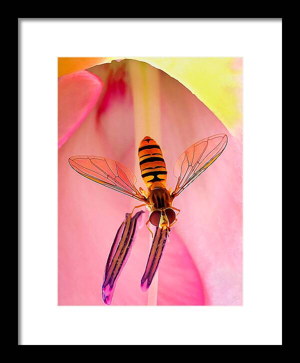 Nature Framed Print featuring the photograph Pink Flower Fly by ABeautifulSky Photography by Bill Caldwell