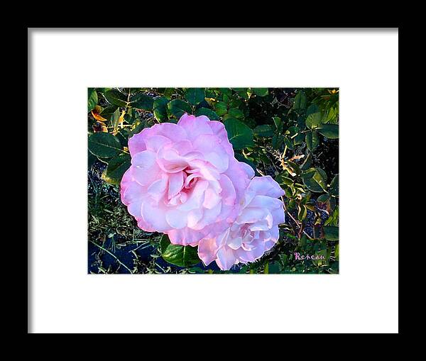 Roses Framed Print featuring the photograph Pink-white Roses 1 by A L Sadie Reneau
