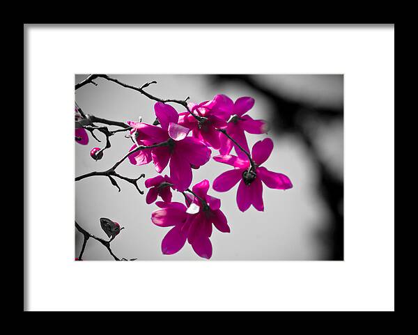 Portland Framed Print featuring the photograph Pink Flowers by Craig Perry-Ollila
