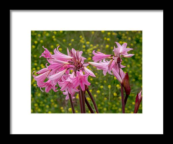 Pink Framed Print featuring the photograph Pink Flowers in a Field by Derek Dean
