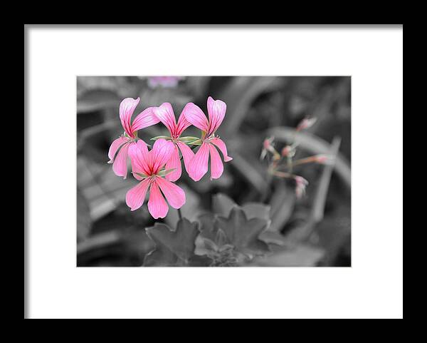 Flowers Framed Print featuring the photograph Pink Flowers on a Monochrome Background by Frank Mari