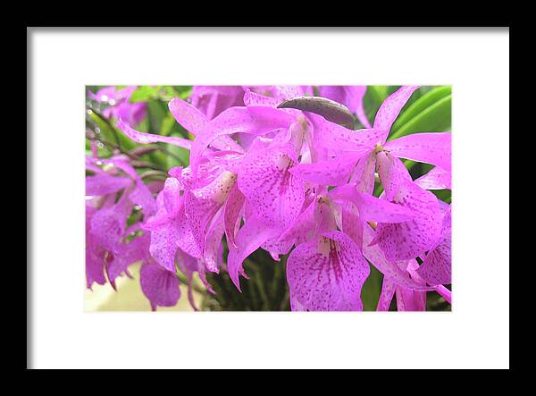 Hawaii Iphone Cases Framed Print featuring the photograph Pink Freckles by James Temple