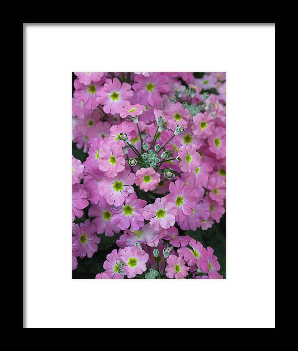  Framed Print featuring the photograph Pink Frenzy by Ron Monsour
