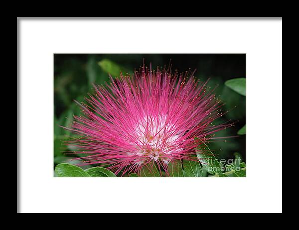 Landscape Framed Print featuring the photograph Pink Fuzziness by Mary Haber