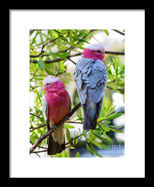 Pink Galahs Framed Print featuring the photograph Pink galahs by Sheila Smart Fine Art Photography