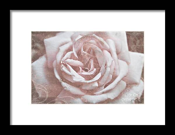 Old Garden Rose Framed Print featuring the photograph Pink Garden Rose by Patricia Montgomery