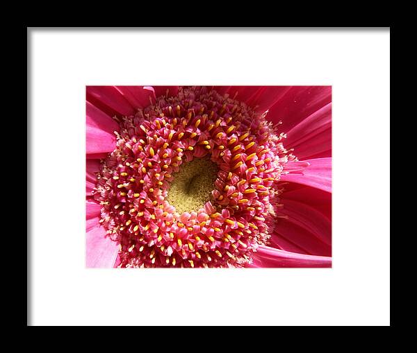 Pink Framed Print featuring the photograph Pink Gerbera Daisy by Amy Fose