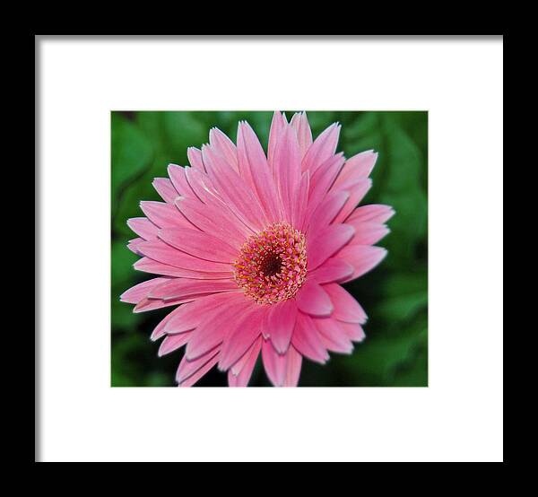 Pink Gerbera Framed Print featuring the photograph Pink Gerbera Delight by Suzanne Gaff