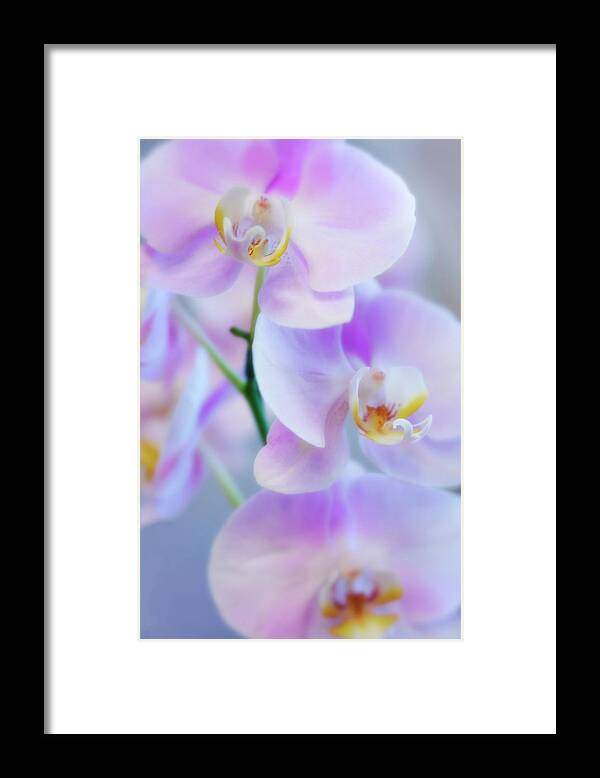 Orchids Framed Print featuring the photograph Pink Girls Dancing by Jade Moon