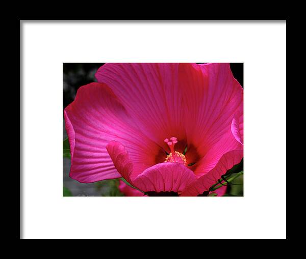 Floral Framed Print featuring the photograph Pink Hibiscus by Mikki Cucuzzo