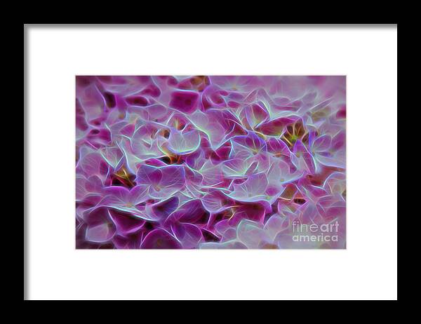 Nature Framed Print featuring the photograph Pink Hydrangea Glow by Sharon McConnell