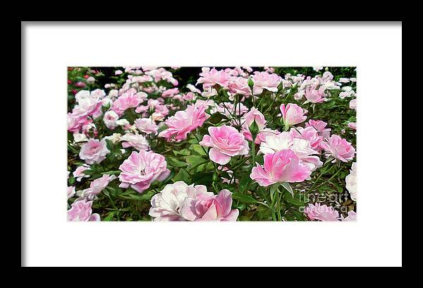 Pink Iceberg Roses Framed Print featuring the photograph Pink Iceberg Roses by Kaye Menner