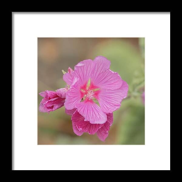 Floral Framed Print featuring the photograph Pink in the Wild by E Faithe Lester