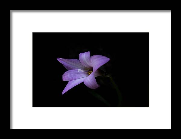 Pink Framed Print featuring the photograph Pink by Judy Hall-Folde