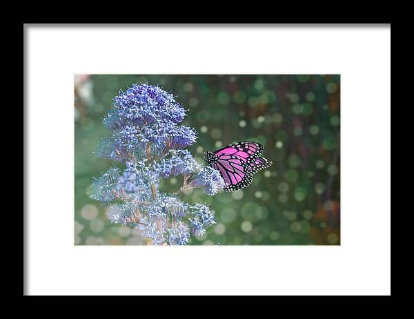 Butterfly Framed Print featuring the photograph Pink Lady by Alison Frank