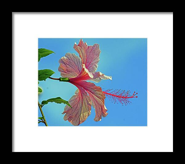 Flower Framed Print featuring the photograph Pink Lady Hibiscus by Larry Nieland