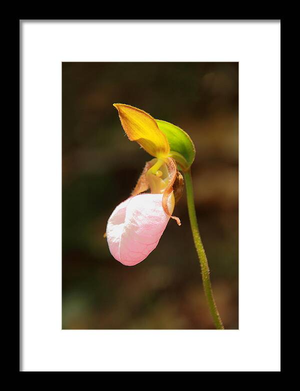 Pink Lady Slipper Framed Print featuring the photograph Pink Lady Slipper by Roupen Baker