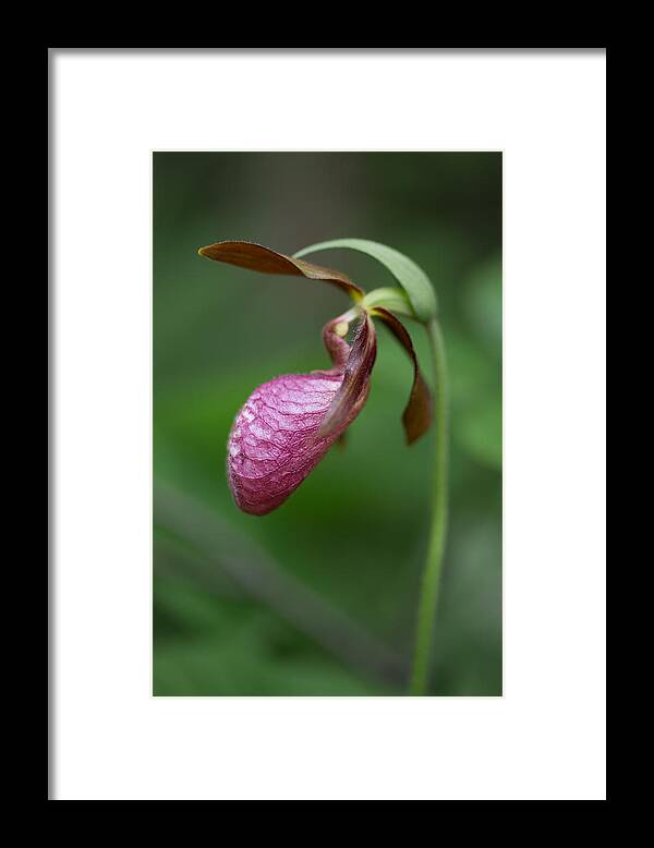 Canada Framed Print featuring the photograph Pink Ladys Slipper Cypripedium acaule by Jakub Sisak